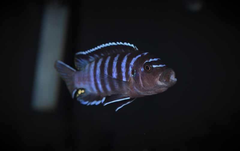 Maylandia sp. 'black dorsal mbenji' Mbenji Island